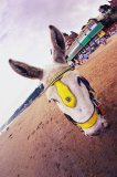 Donkey on beach: seaside holiday vacation UK resort coast leisure relax ride traditional colour distort animal tacky children kids transport concept beach sand summer
