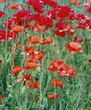 Poppies