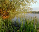 UK, willow by lake in sunset light, detail,