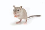 Brown domestic gerbil on white background