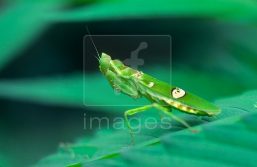 Praying mantis; Creoboter species; Xishuangbanna, Yunnan province, southwest China.