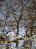 Reflection of trees and autumn leaves in a river