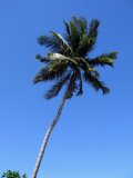 Palm Tree on the beach,Zanzibar,Tanzania, East Africa