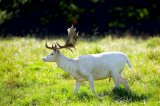 White sika deer