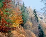 Autumn forest, frosted.