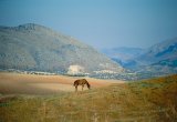 Spain, Andalucia, autumn landscape with horse